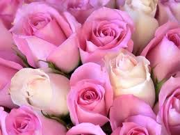 عندما تبكي الوردة  Pink-roses