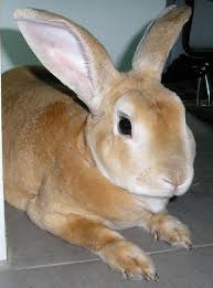 معلومات عامه  Bunny-resting-picture